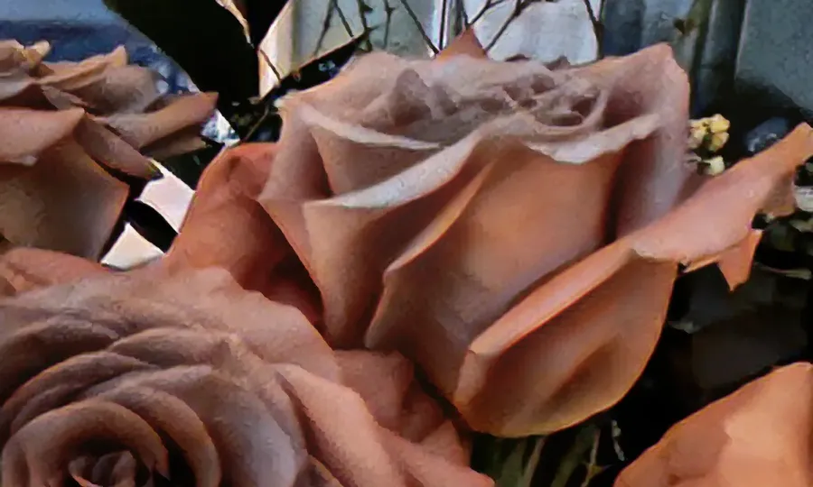 Roses, one of Samuel's own photographs